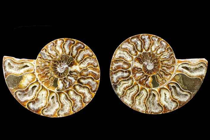 Agate Replaced Ammonite Fossil - Madagascar #150928